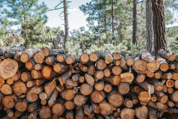 Une pile de grumes de bois se prépare pour l'industrie du bois . — Photo