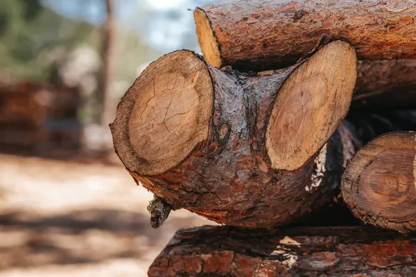 En hög med trä stockar förbereder för träindustrin. — Stockfoto