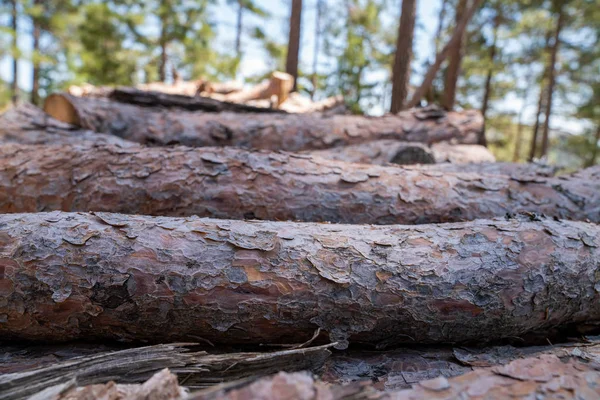 Een stapel houten boomstammen bereidt zich voor op de houtindustrie. — Stockfoto