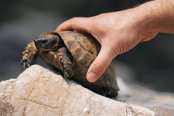 Närbild sköldpadda i naturen. Gå på klippan — Stockfoto
