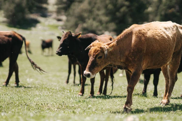 Brown Cow stående på gården på landsbygden i sommar i Turkiet — Stockfoto