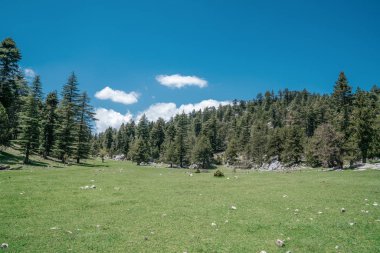 Ağaç ve arka planda mavi gökyüzü ile yeşil çim ile çayır.