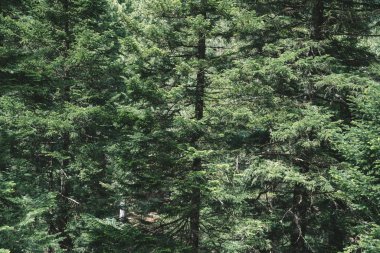 Firavun ağacı brunch 'ı yaklaşıyor. Yumuşak köknar ağacı brunch 'ı.