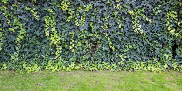 Vägg täckt med gröna och gula blad av vilda druvor. Naturlig bakgrund. — Stockfoto
