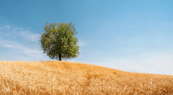 Samotne drzewo w polu złotej pszenicy. Letni krajobraz z zachmurzonego nieba. — Zdjęcie stockowe