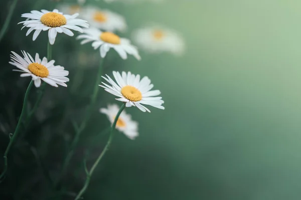 Stokrotka kwiat w trawie zielone płytkie głębia ostrości. Piękne stokrotki kwiatów w przyrodzie. — Zdjęcie stockowe