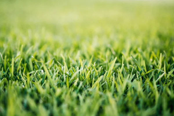 Fundo de primavera ou verão com grama verde.Conceito de ambiente . — Fotografia de Stock