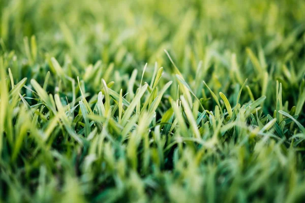 Fundo de primavera ou verão com grama verde.Conceito de ambiente . — Fotografia de Stock