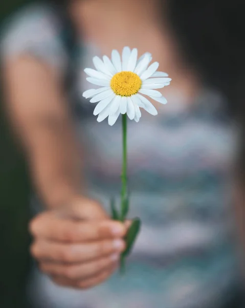 Mãos de mulher Segurando uma grande flor de camomila branca — Fotografia de Stock