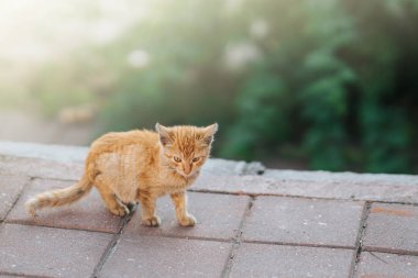 Küçük sevimli kedi sokakta duran ve kamera görünümlü.