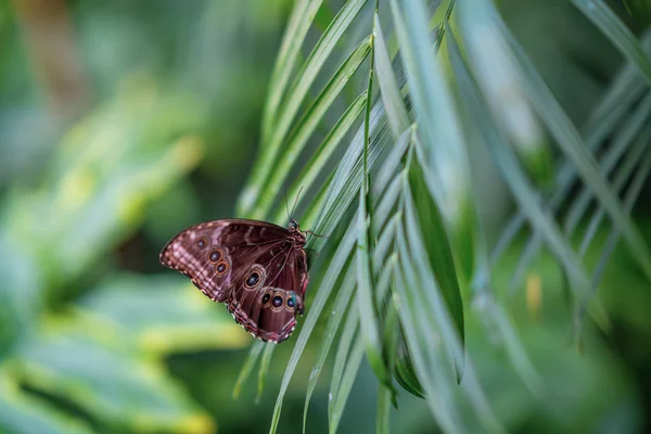 Primer plano de la mariposa posada en la hoja de la planta.Concepto de la naturaleza . — Foto de Stock