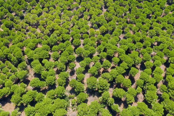 Top uitzicht op Green forest. Luchtfoto van bomen. — Stockfoto