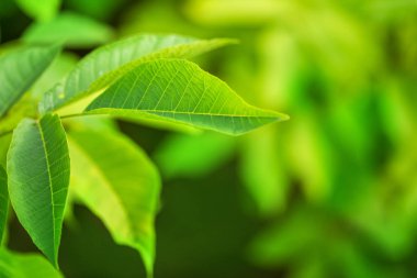 Dalda yakın çekim yeşil yaprak. Doğal çevre kavramı