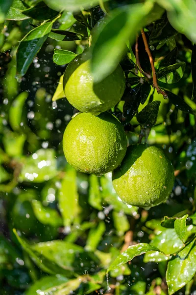 Frutas Laranja Cruas Árvore Cítrica Com Folhas Verdes — Fotografia de Stock