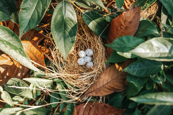 Ptasie gniazdo z jajkami w pięknej przyrodzie — Zdjęcie stockowe