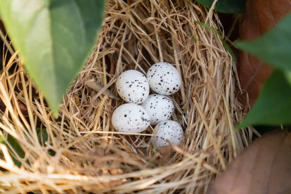 Nido de aves con huevos en la hermosa naturaleza — Foto de Stock