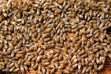 Bir arı kolonisi bal peteği üzerinde bal üretmek için çok çalışıyor.