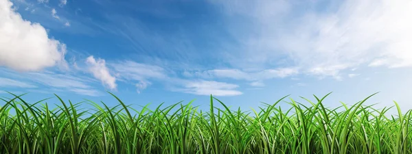 Green lawn leaves in open field, nature or park against the cloudy, panoramic blue sky. — Stock Photo, Image