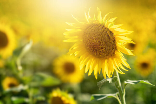 Farming Yellow sunflowers on a field. Agricultural concept with yellow sunflowers.