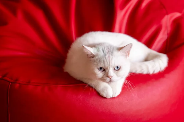 Un adorable gato de piel blanca está acostado en un sillón rojo y mirando con ojos curiosos . —  Fotos de Stock