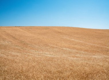Kurumuş bitkilerin hasat edilmeye hazır olduğu güzel bir manzara. Çiftçilik ve kırsal kavram.
