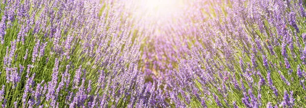 Kwiat lawendy w trawie zielona płytka głębokość pola. Piękne purpurowe kwiaty lawendy gotowe do zbioru. — Zdjęcie stockowe