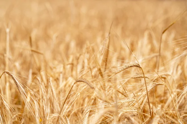 Primer plano de la cosecha Plantación de trigo y las espigas doradas de trigo a la espera de la cosecha . — Foto de Stock