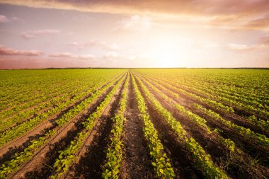 Büyük bir tarlada tarım ekimi. Mavi gökyüzünde yeşil bitki yetişiyor.