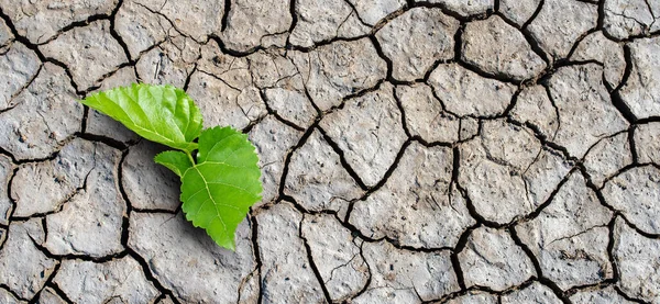 Terra asciutta, riscaldamento globale e concetto di cambiamento climatico. Una nuova vita inizia con il germoglio di foglie verdi Recupero della Natura. — Foto Stock
