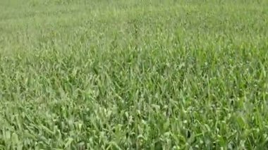  Yeşil mısır tarlası üzerinde havadan uçuş. Tarım tarlası..