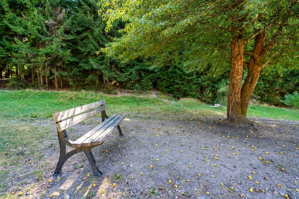 Wooden bench in a natural park in forest. nature hiking concept — Stock Photo, Image
