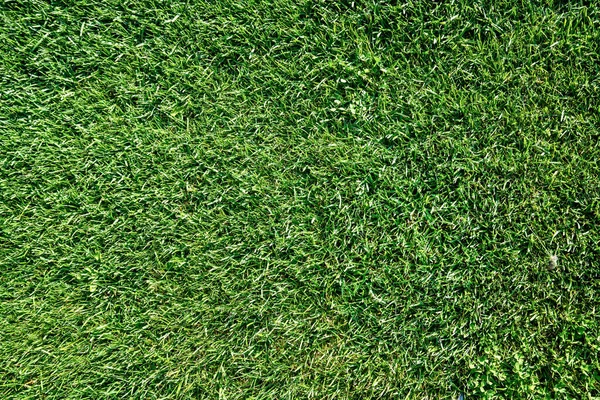 Κοντινή άποψη του πράσινου γρασιδιού ή γκαζόν ενός γηπέδου παιχνιδιού, πάρκου ή πεδίου — Φωτογραφία Αρχείου