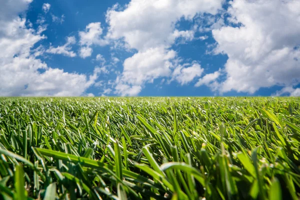 Gramado verde deixa em campo aberto, natureza ou parque contra o céu aberto com nuvens inchadas brancas — Fotografia de Stock