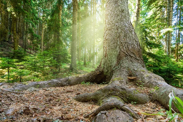 Ağaçların arasından süzülen parlak güneş ve baharda güzel ormanlarda büyük kökleri olan eski ağacın yakın görüntüsü. — Stok fotoğraf