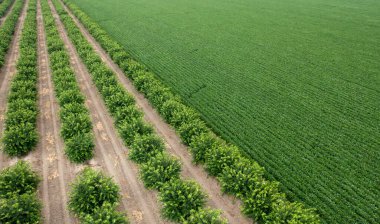 Tarım Alanı ve Ağaç Çiftliği 'nin havadan görünüşü. Yüksek kalite fotoğraf