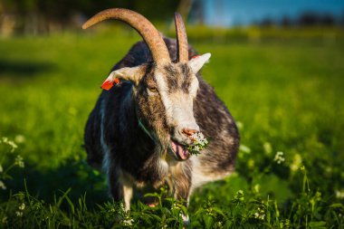 Keçi ve çiçek. Yaz günü