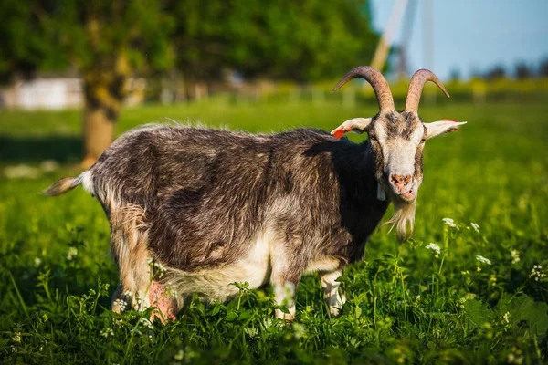 Funny goat on green field.