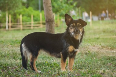 çimüzerinde oturan köpek mongrel köpek.