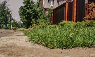 evde bahçede yeşil çim.