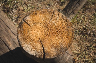 ahşap çam kütüğü ölü ahşap.