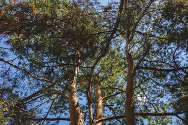 mavi bir gökyüzüne karşı bir demet ağaç.