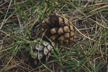iğneler yakın köknar konileri