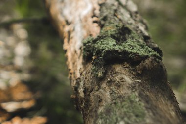 kabuk olmadan yarım katta yatan ince ağaç gövdesi