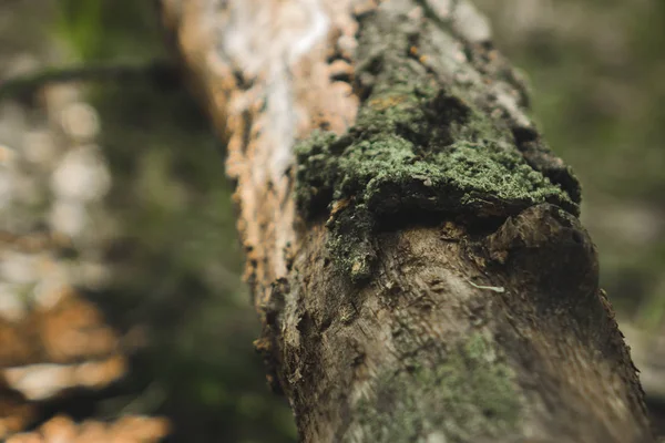 kabuk olmadan yarım katta yatan ince ağaç gövdesi