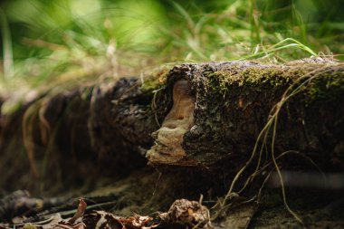 ağaç kökleri ile ormanın ortasında çim ile zemin