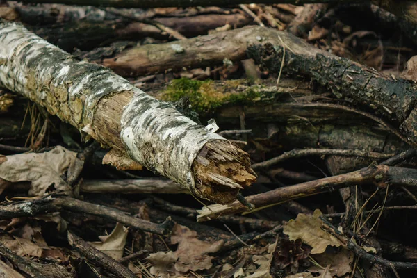 Leña de pino tirada en un puñado en el bosque —  Fotos de Stock