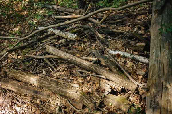 Bois de chauffage de pin couché dans une poignée dans la forêt — Photo