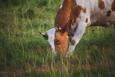 İnek bahar otlayıp otluyor, yakın çekim