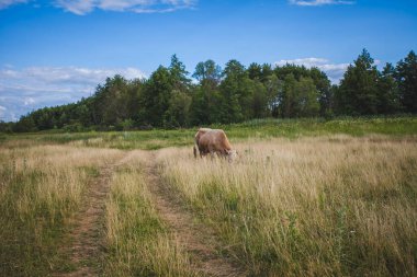 bulutlar ile güzel bir mavi gökyüzü ile yaz yeşil alanda inekler