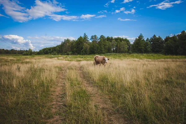 Vaches au champ vert d'été avec un beau ciel bleu avec des nuages — Photo